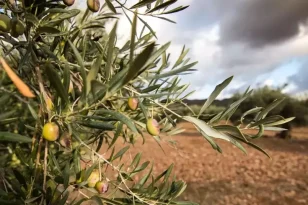 Zeytinliklerin madencilik faaliyetlerine açılmasını öngören kanun teklifi Meclis’te kabul edildi